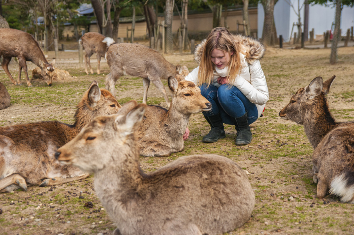 srnky, svätyňa, Nara, Japonsko,