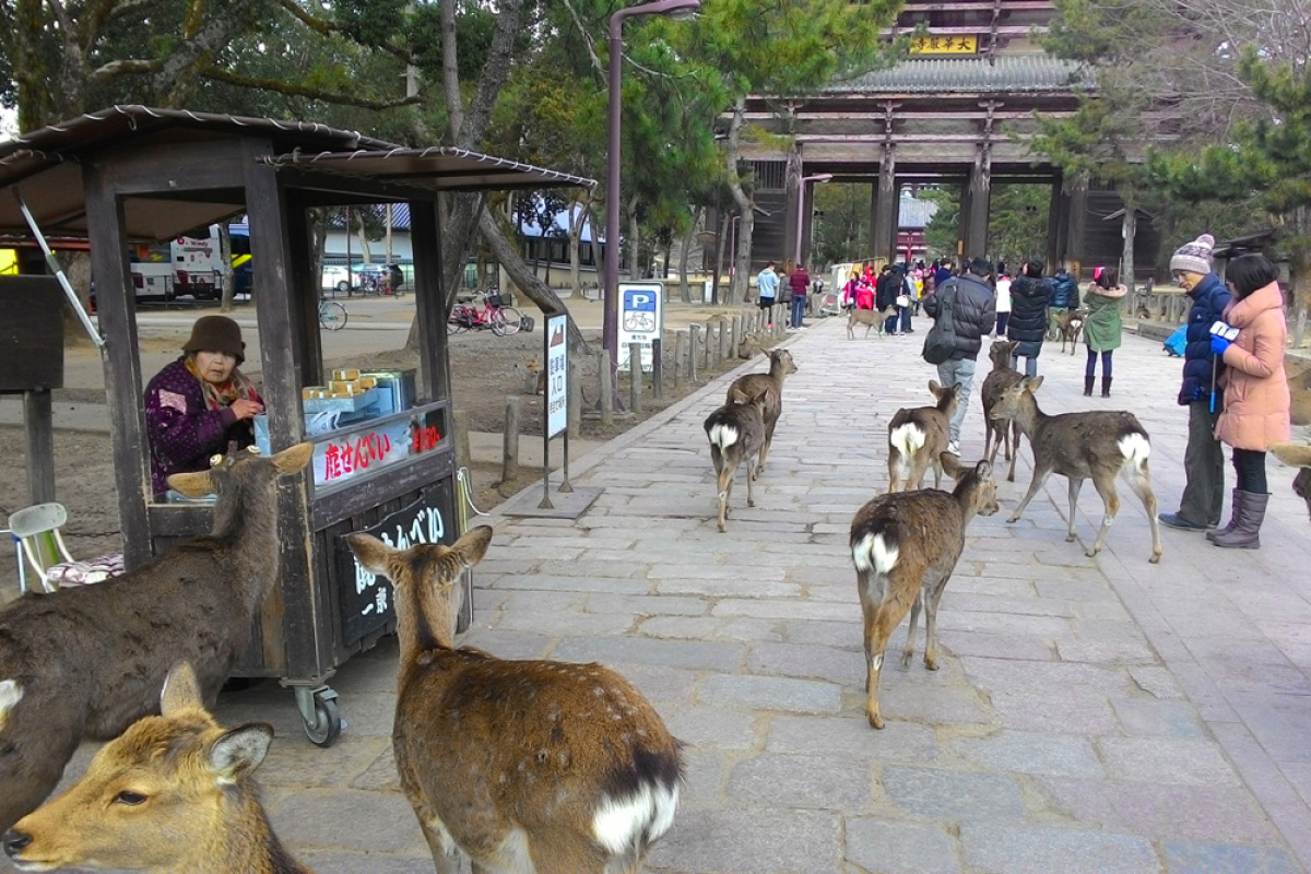 srnky, svätyňa, Nara, Japonsko,