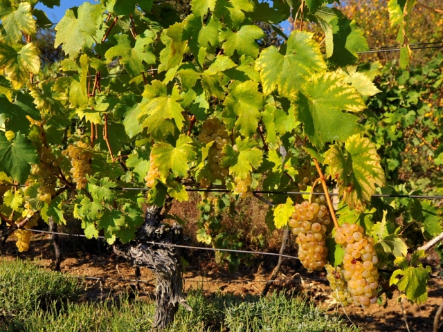 Vino, vinohrad