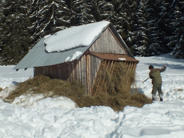 krmelec, krmivo, les, sneh, poľovník