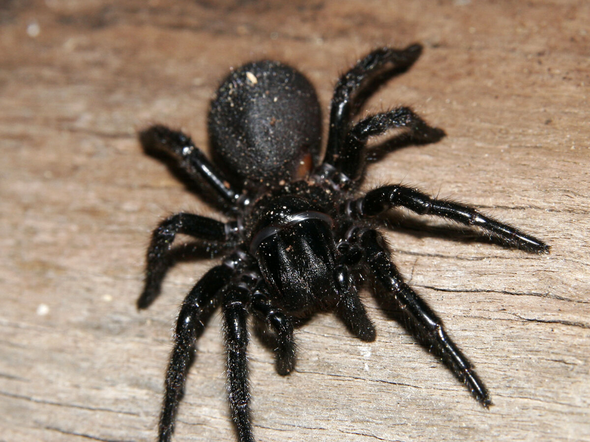 pavuk