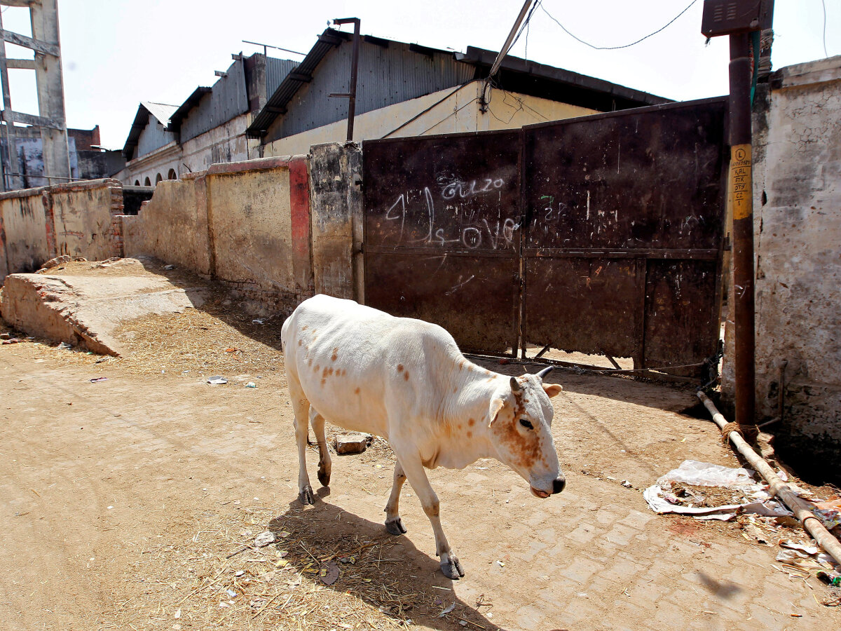 krava, India