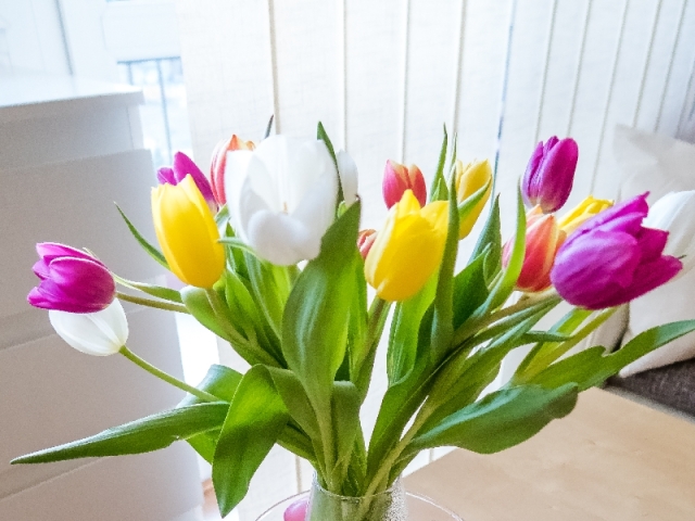 tulipány