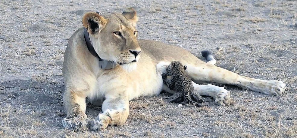 Pokojne ležiaca levica dojčiaca leopardie mláďa.