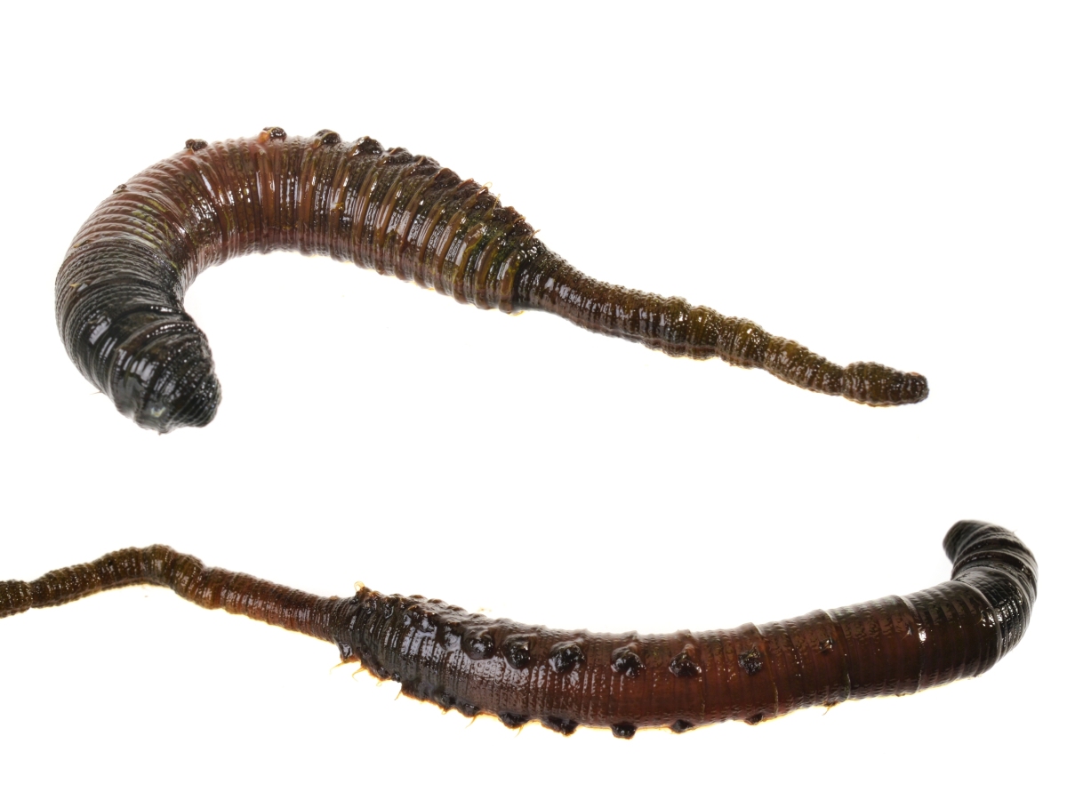 červy