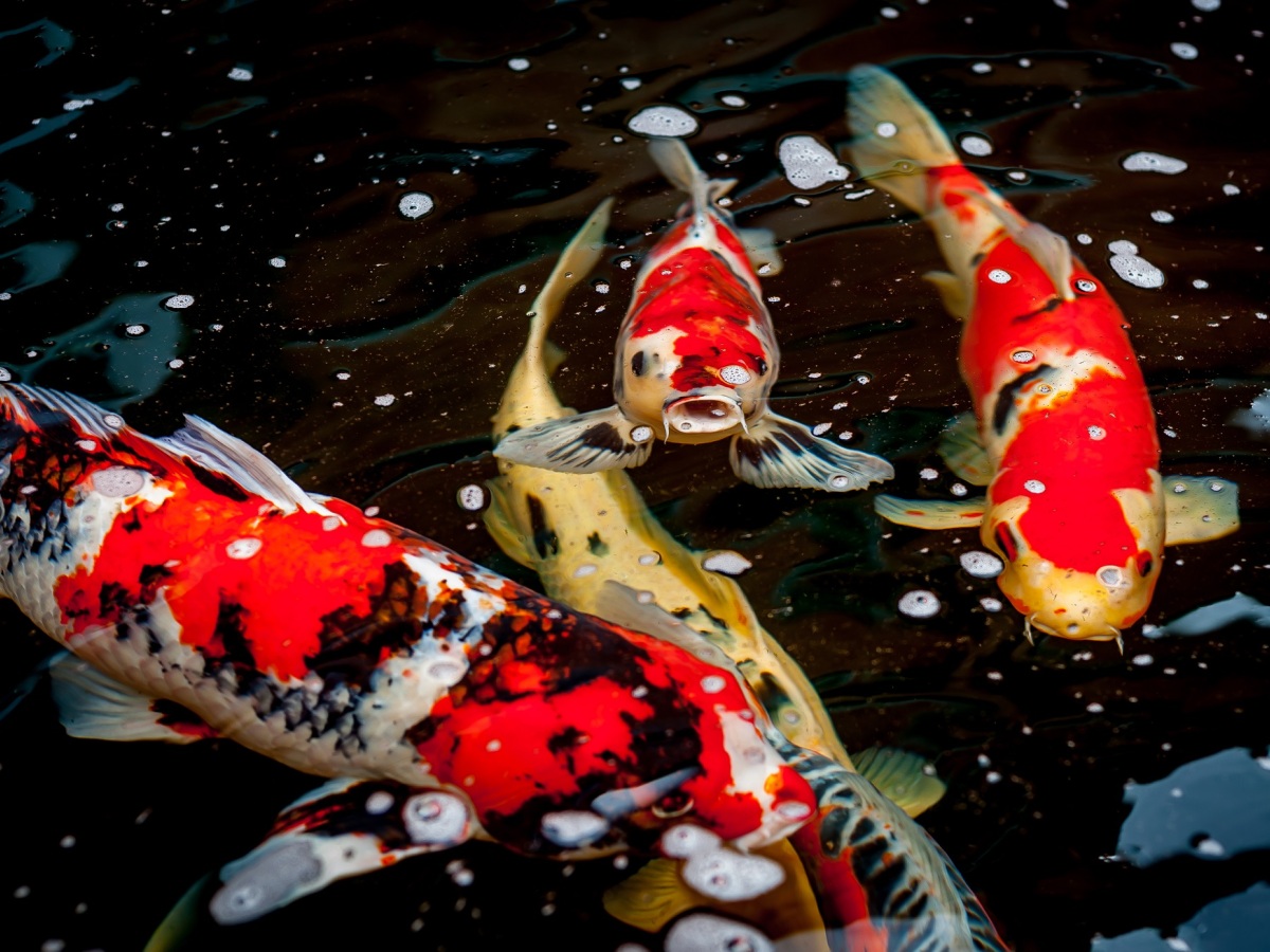 kapre, ryby, koi