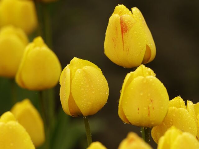tulipány, kvety, jar