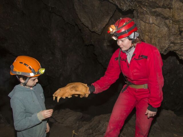 Na zemi sú rozložené kosti! Lebka s veľkými zubami však nepatrí tigrovi šabľozubému, ako by si niektorí chlapci mohli tipnúť, ale medveďovi.
