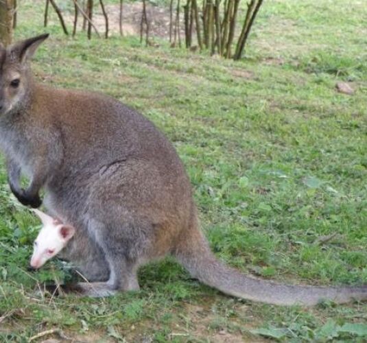 Zoofarma Nový Zéland
