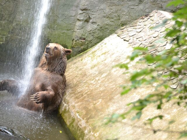 ZOO, Bratislava, Zviera, medveď, sprcha, bazén