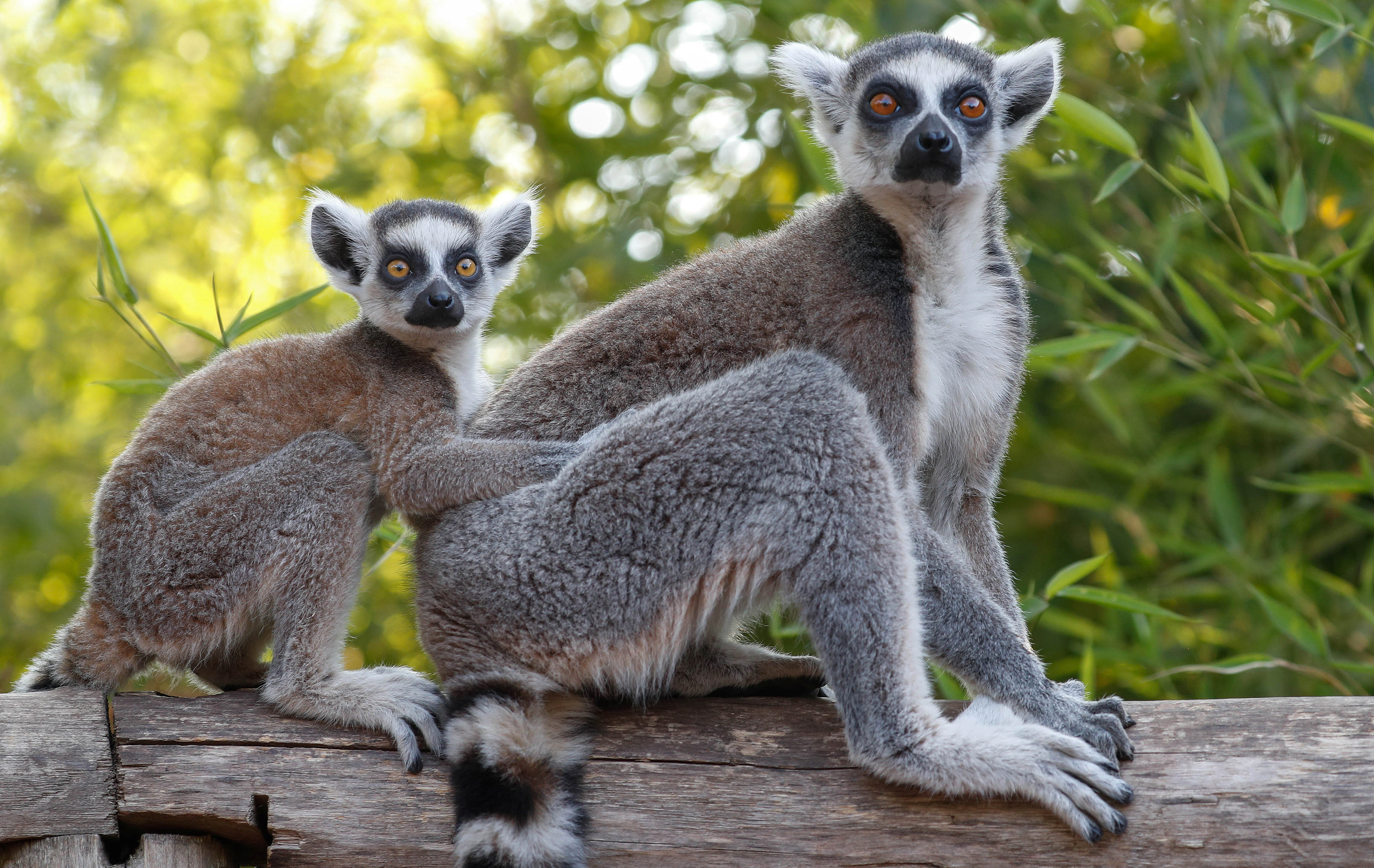 Existuje 111 známych druhov a poddruhov lemura, pričom všetky sa vyskytujú endemicky na Madagaskare. Až 105 z nich je ohrozených.