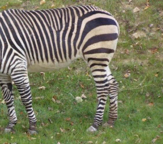 Zoologická záhrada, zebra