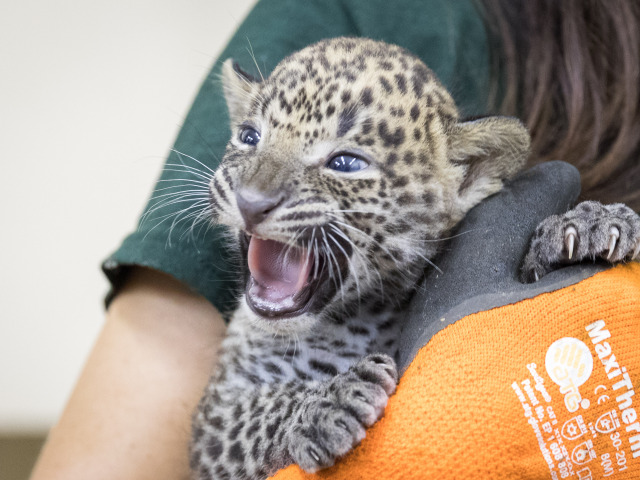 ZOO: Veterinárna prehliadka leoparda cejlónskeho