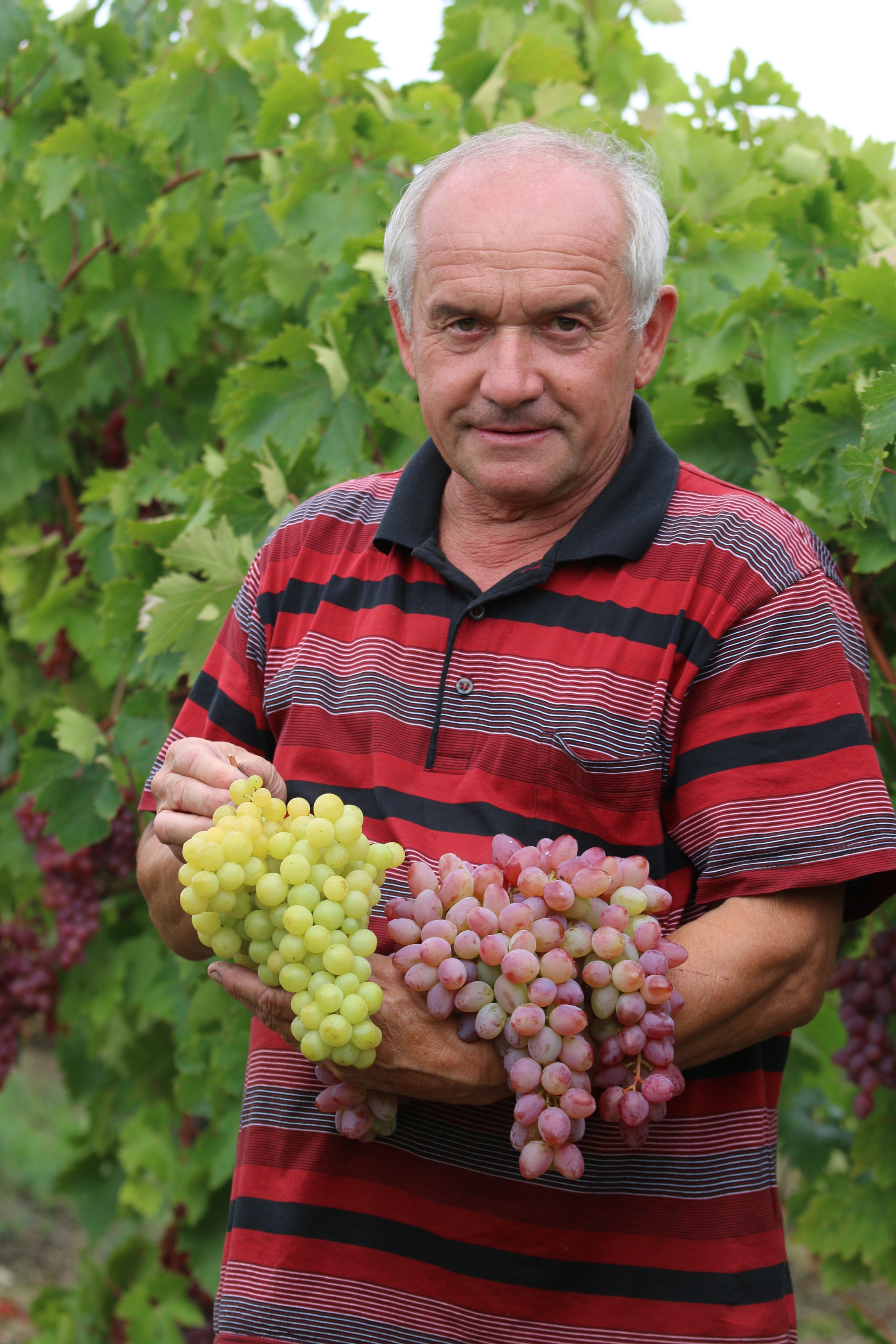 Vinohradník Karol Braniš s vynikajúcimi stolovými odrodami Luna a Rea (ružová).