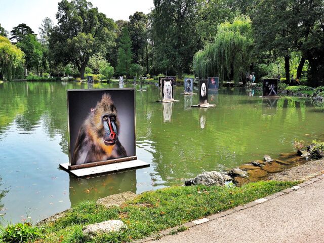 Namiesto člnov sa na hladine jazera vznášajú fotografie festivalu La Gacilly Baden.