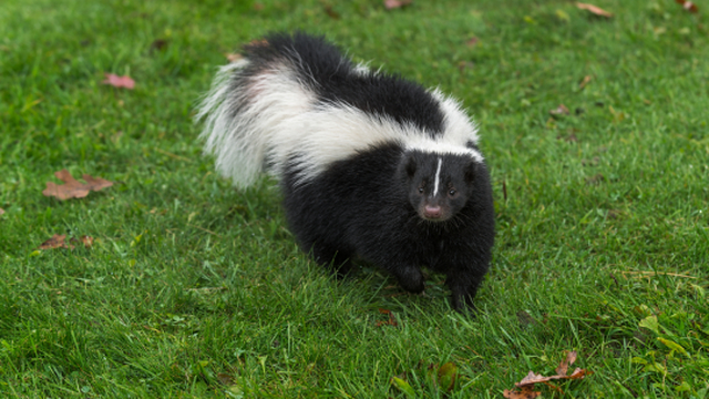Skunk.