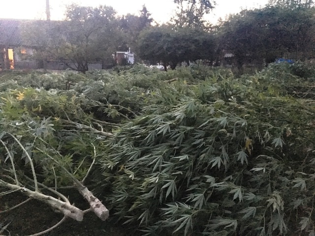 NAKA Dunajská Streda Galanta drogy marihuana