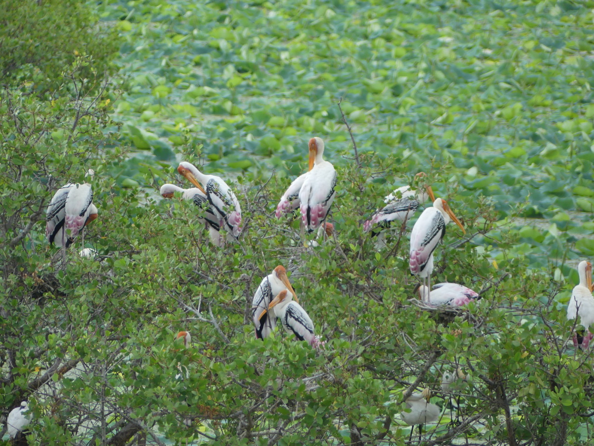 Kumana národný park bociany Srí Lanka