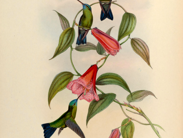lapageria rosea