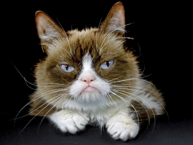 USA Mačka Grumpy cat