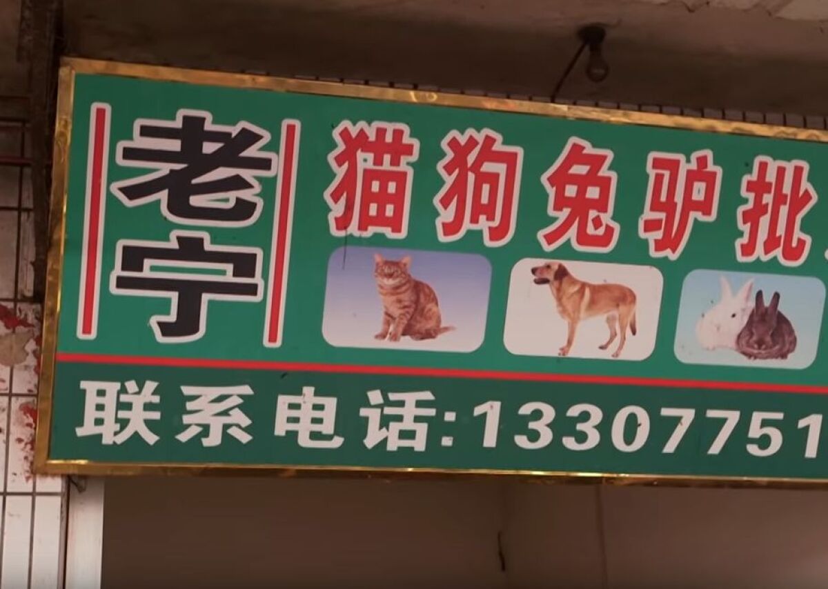 psie mäso, Jü-lin