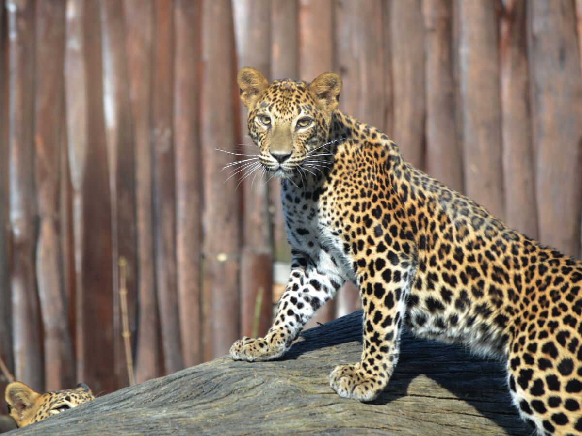 leopard, Eliya, zoo, bratislava