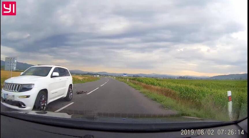 vodič / pes / týranie P