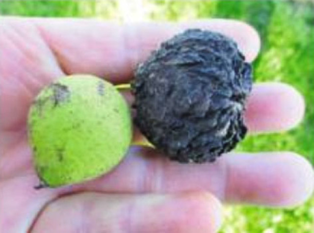 orechy, choroba