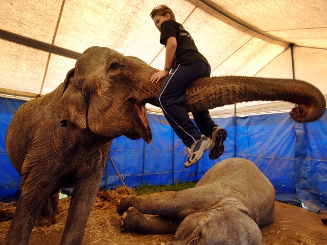 slon, cirkus