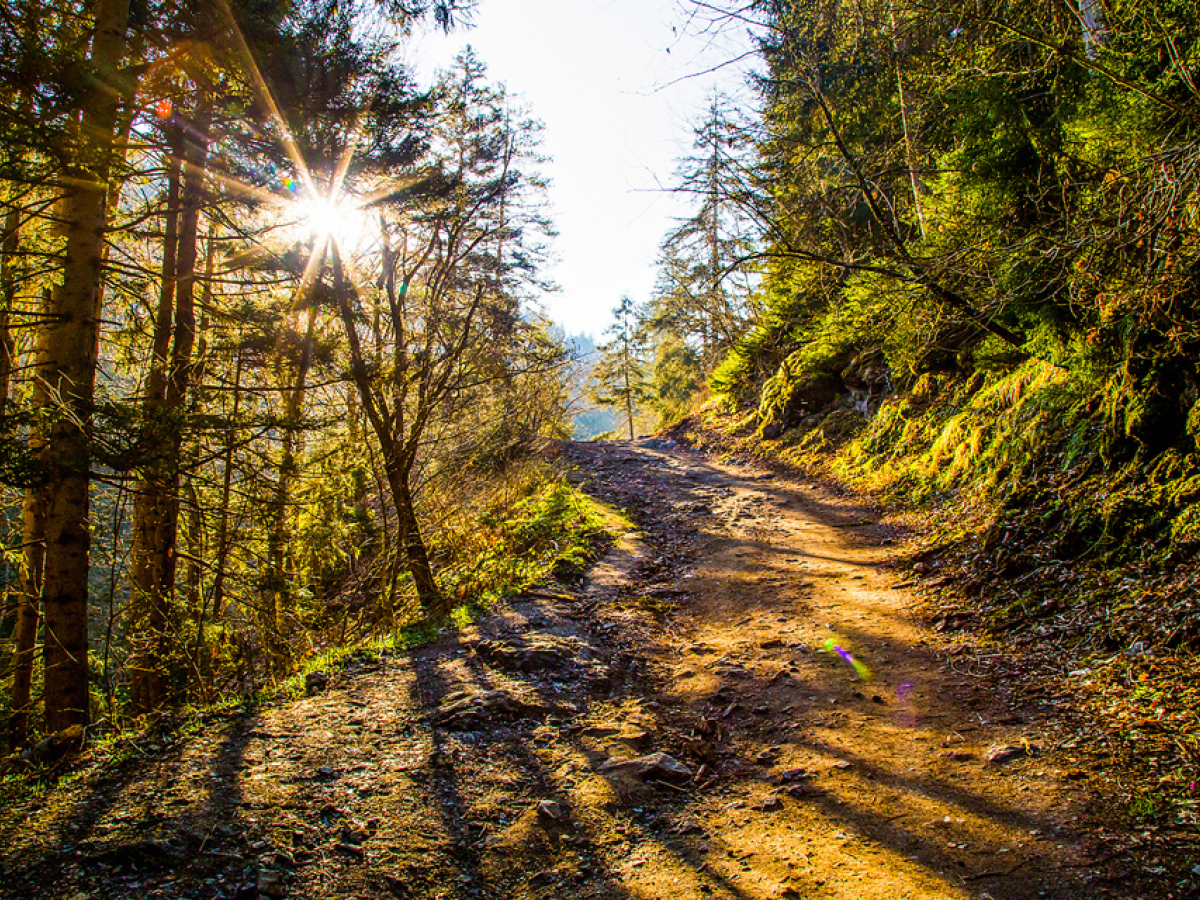 príroda, lesná cesta, stromy