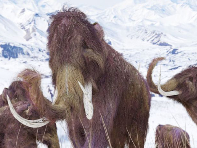 mamut, mamuty