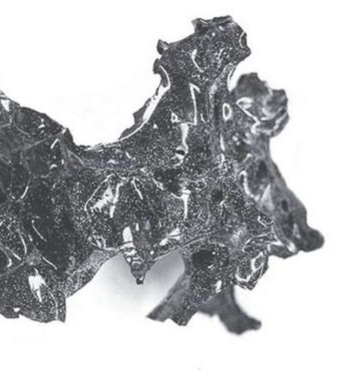 brain