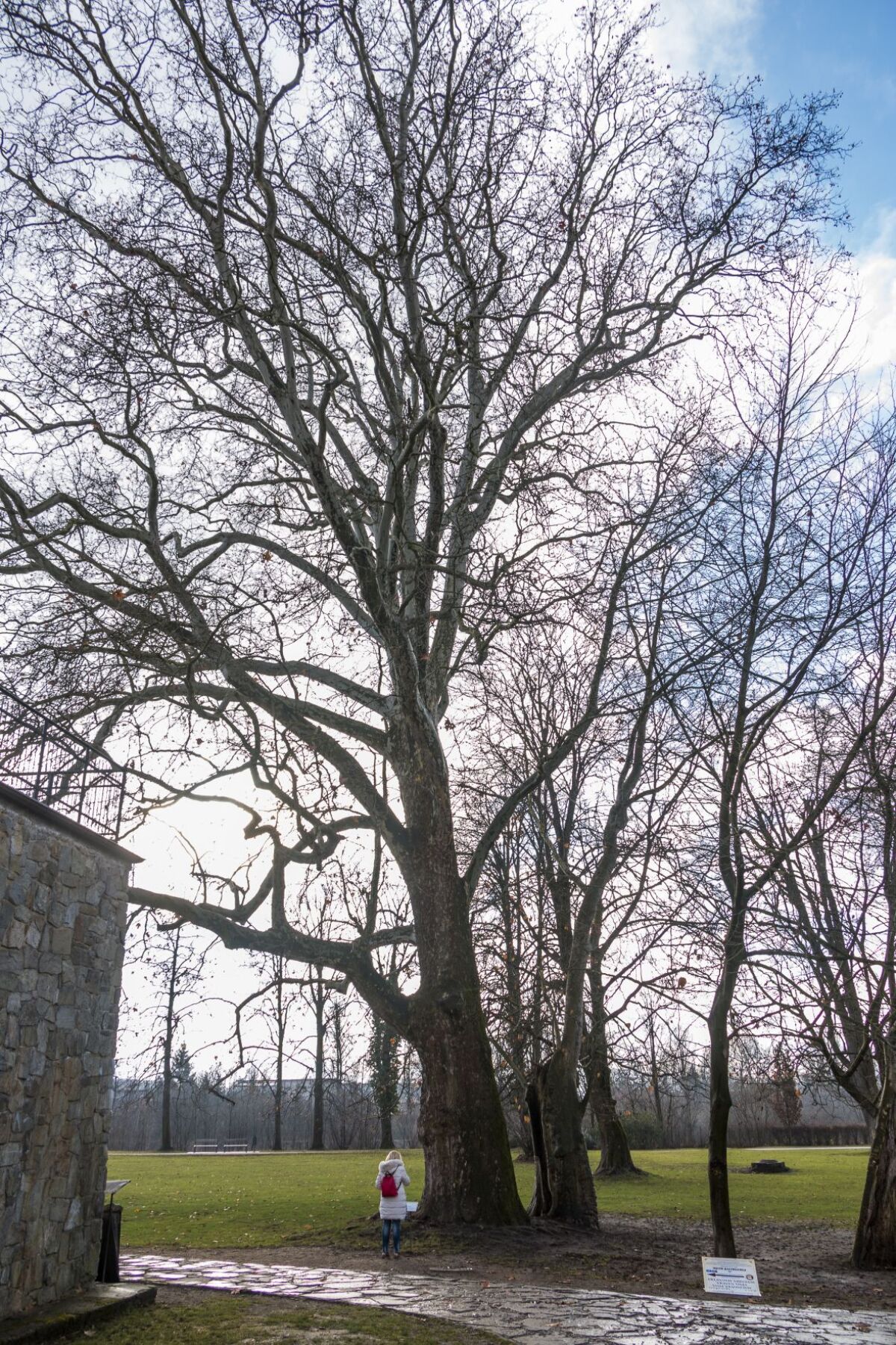 Platan javorolistý Budatínsky hrad