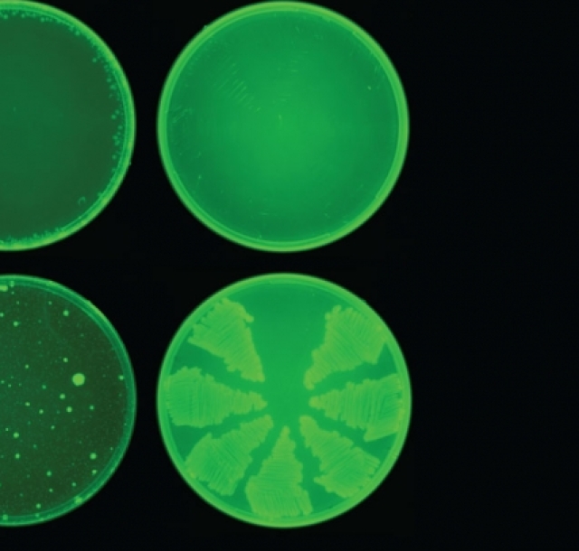 MIT-New-Antibiotic-01 0