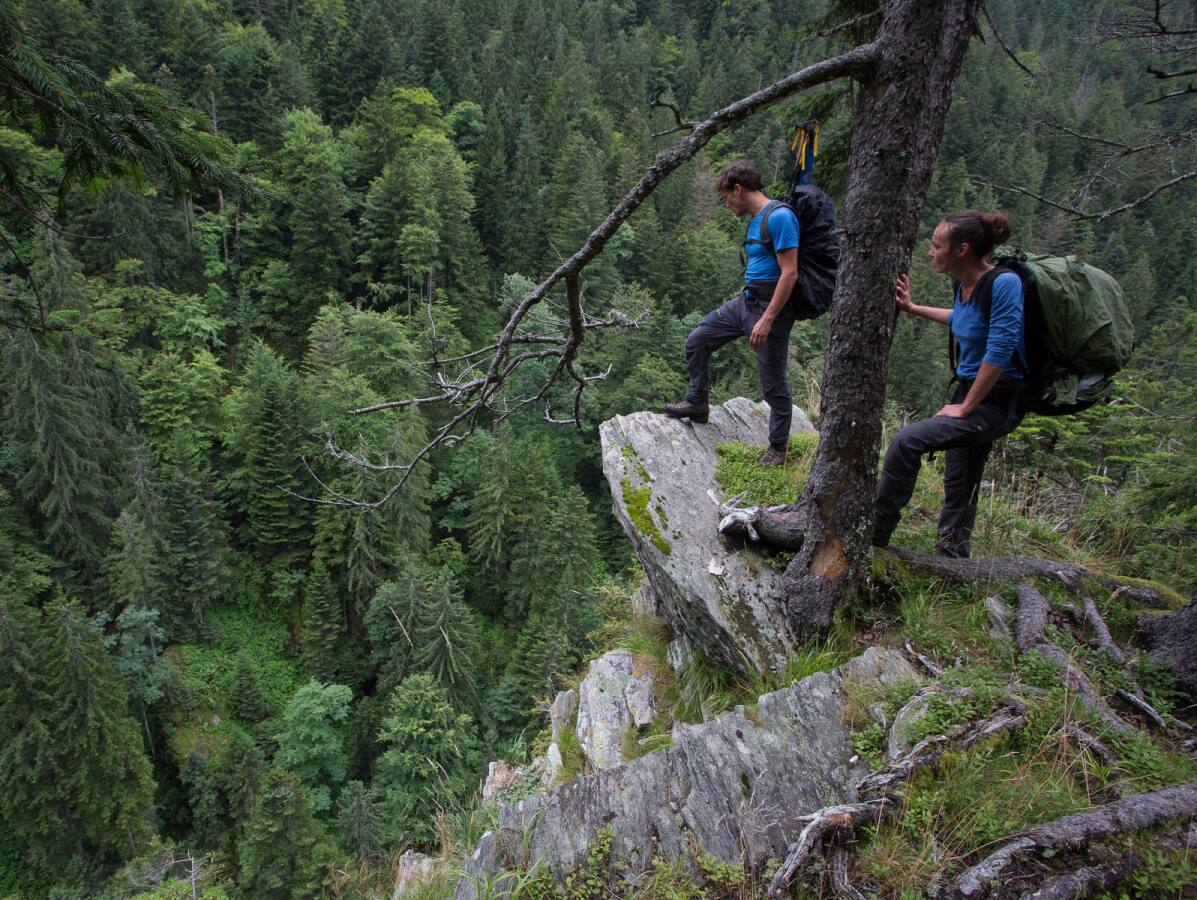 Rumunsko, prales, prirodzený les, príroda, prieskum