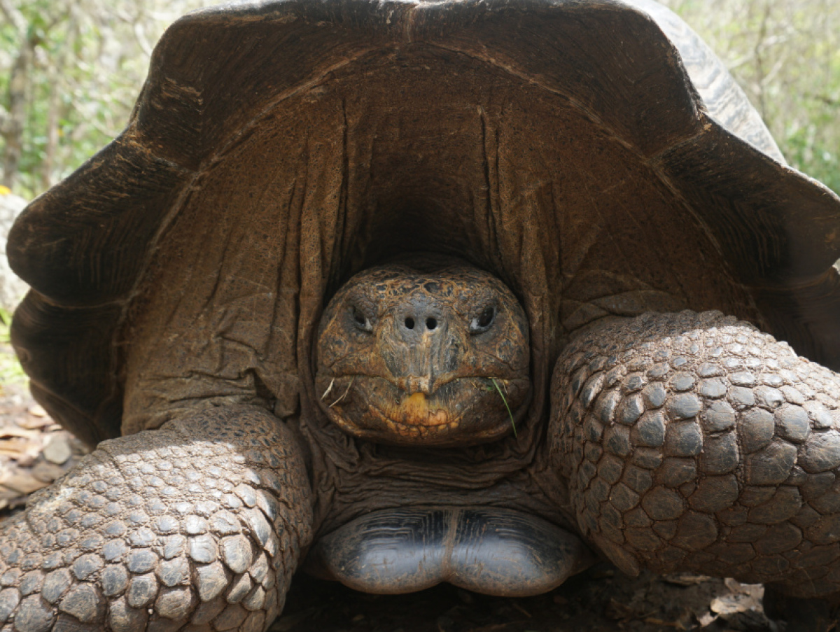 galapagy