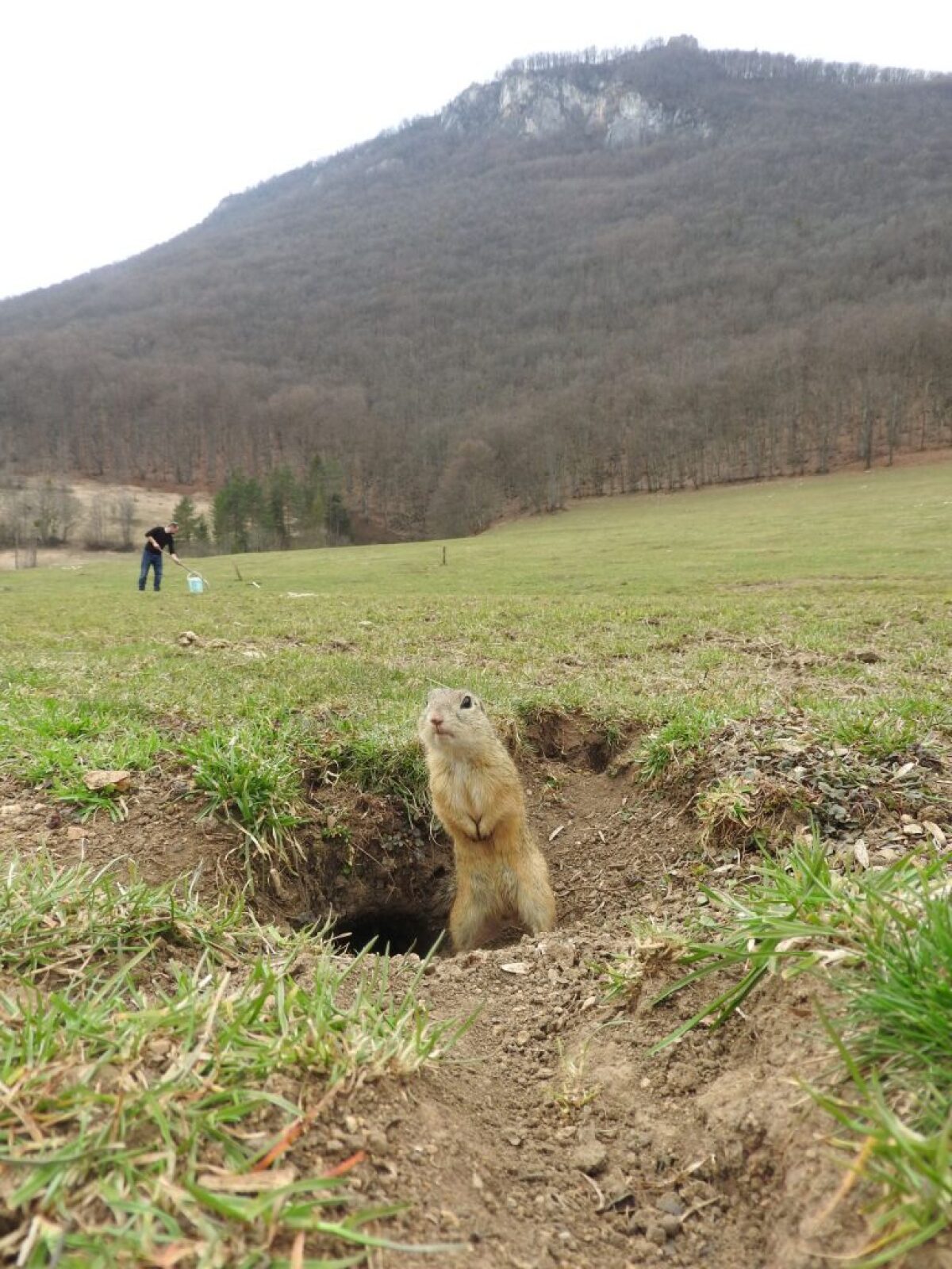 syseľ, sysle, Muránska planina