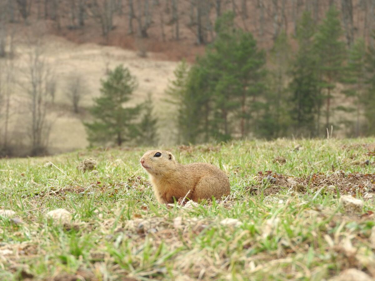 syseľ, sysle, Muránska planina