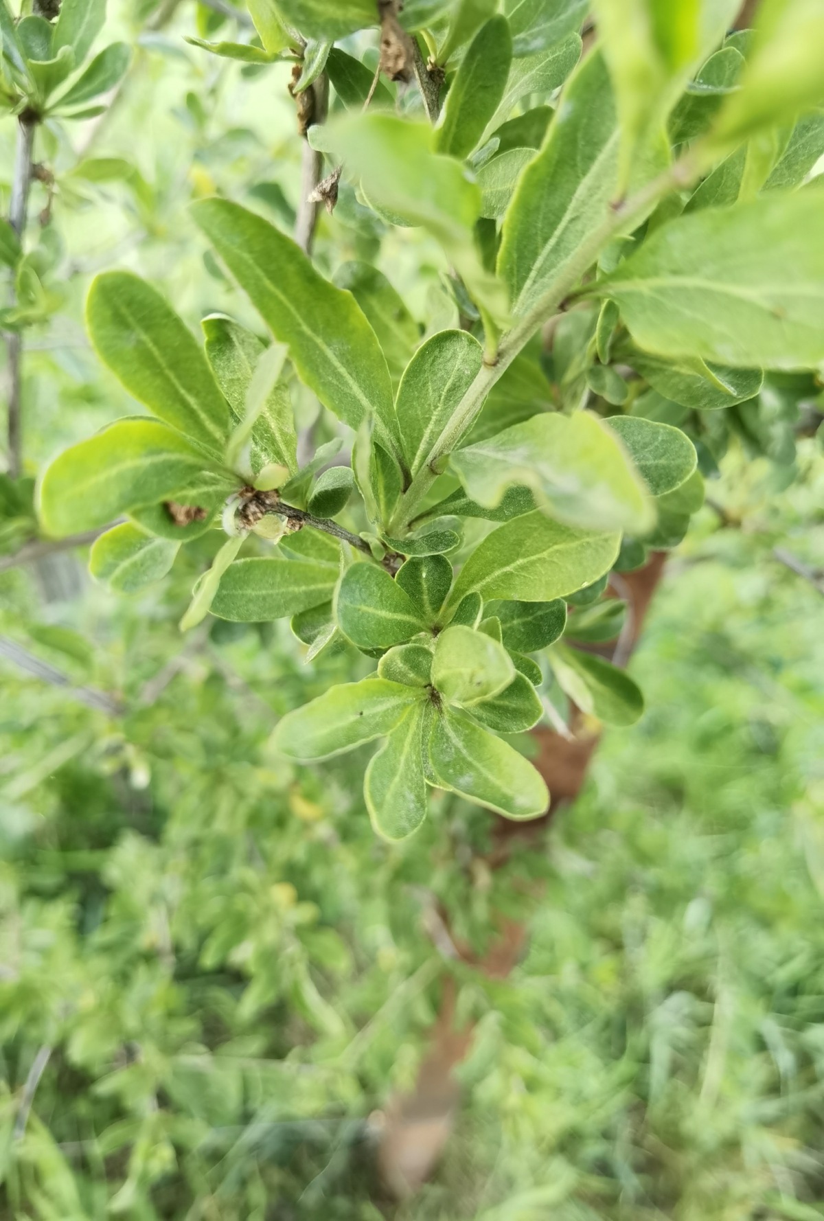 Huawei P40 Pro, smartfón, Huawei