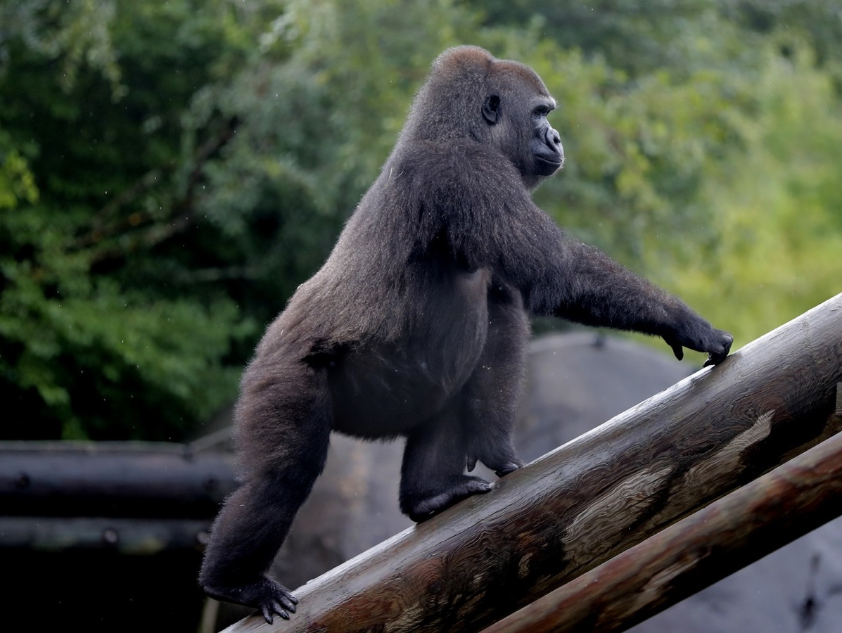 Pregnant Endangered Gorilla