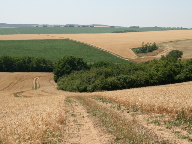 pole, poľnohospodárstvo