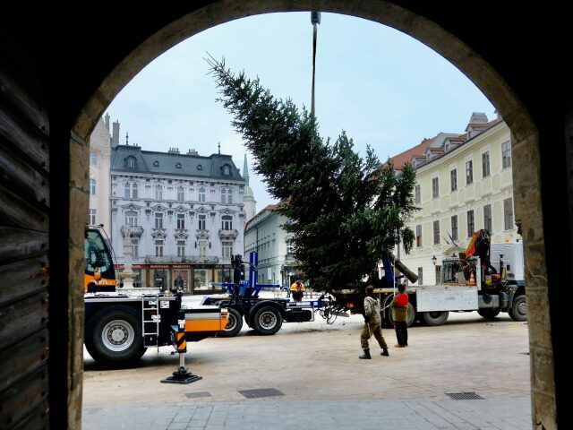 bratislava strom stromček