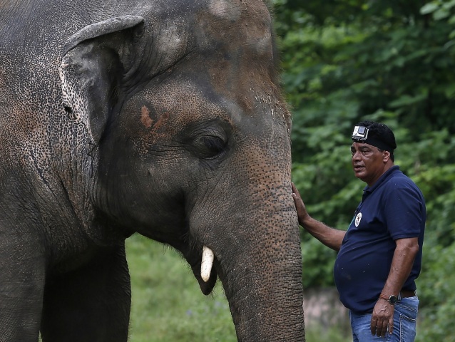 Pakistan Loneliest Elephant