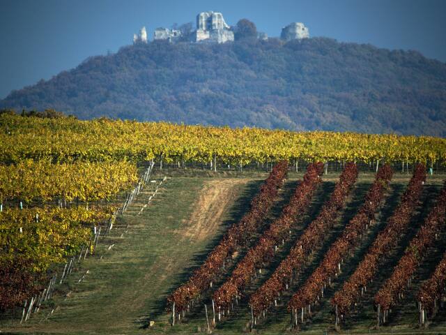 Chateau Topoľčianky, hrad, Gýmeš, vinič