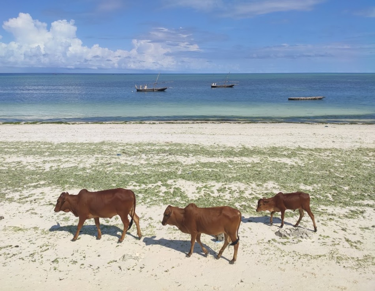 Zanzibar