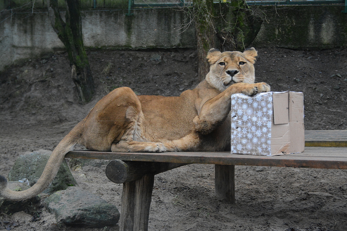 zoo, Kosice, levica, lev