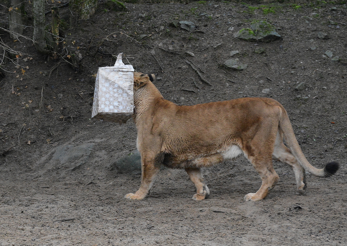 zoo, Kosice, levica, lev