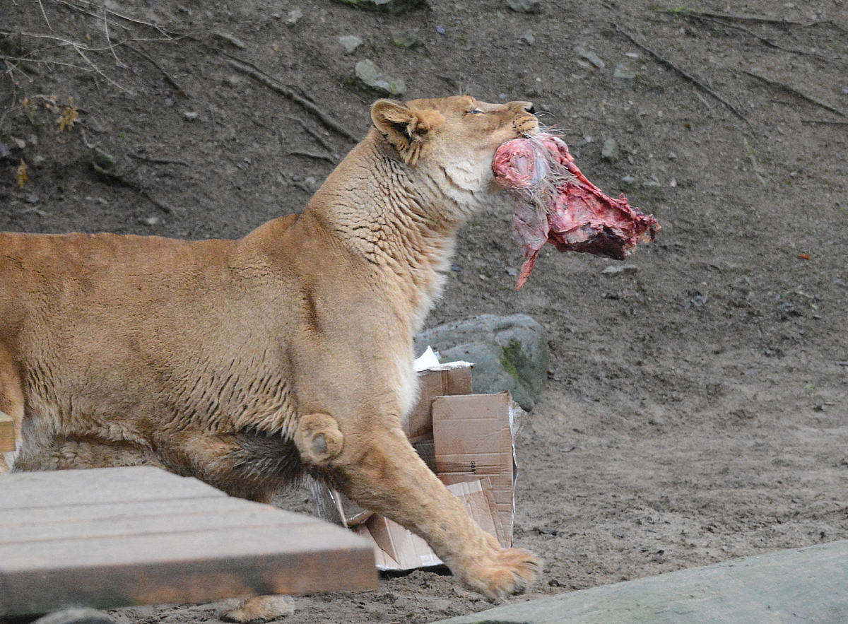 zoo, Kosice, levica, lev