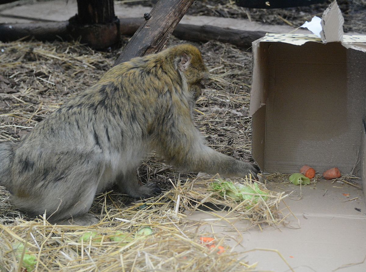 zoo, Kosice, makak magot