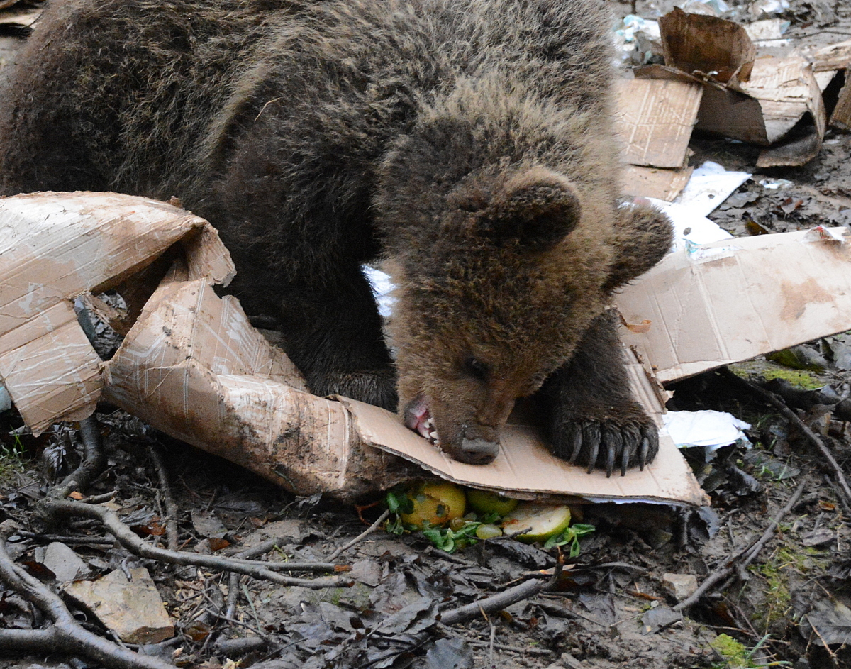 zoo, Kosice, medved hnedy